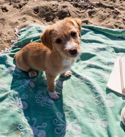 Day in the Life of a Dog Activity Coordinator