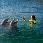 Making Waves: Dolphin Swim Experiences in Punta Cana