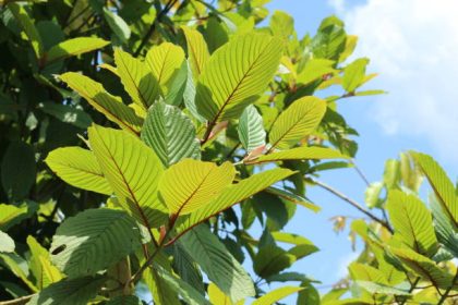 Exploring High-Quality Kratom Vendors