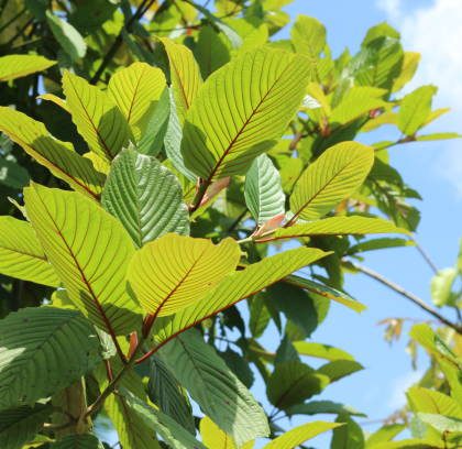 Exploring High-Quality Kratom Vendors