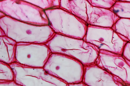 NAD+ and NMN: What Omeka Reveals About Cellular Health