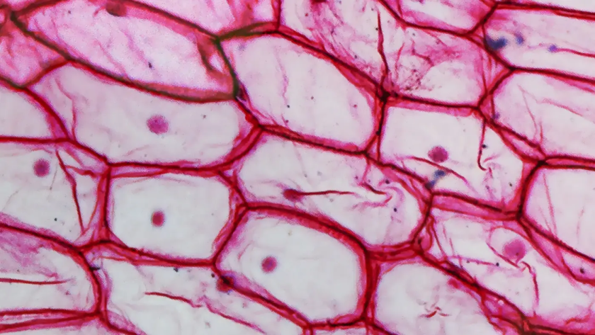 NAD+ and NMN: What Omeka Reveals About Cellular Health
